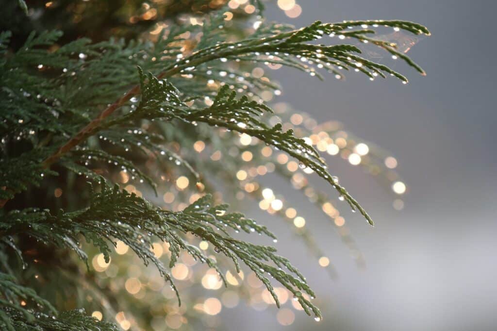 thuja, summer, drops-4361821.jpg